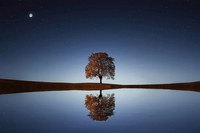 tree-838667_960_720.webp